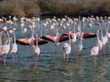 Camargue